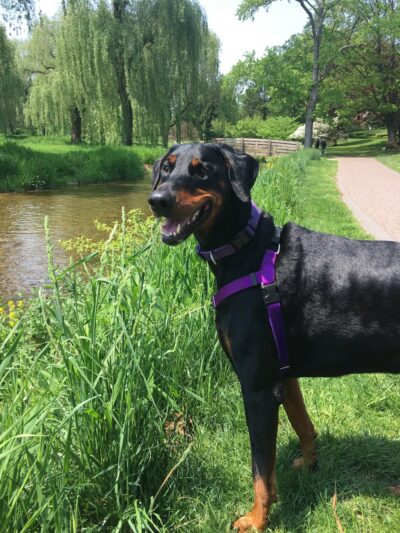 Dorney Dog Walk - Allentown, PA