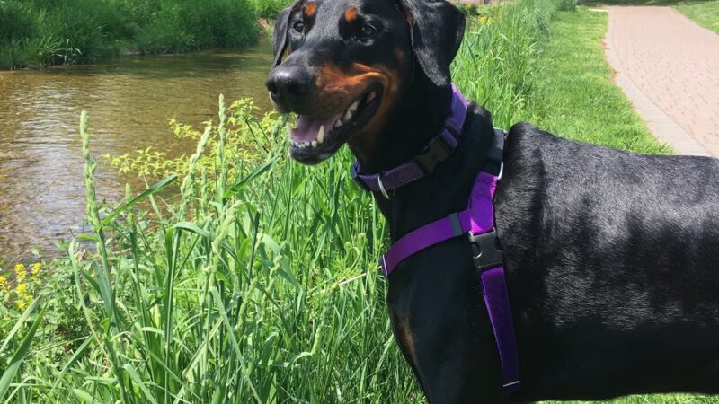 Dorney Dog Walk - Allentown, PA