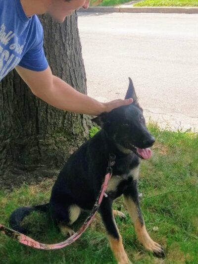 Dorney Dog Walk - Allentown, PA