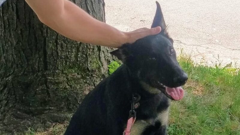 Dorney Dog Walk - Allentown, PA