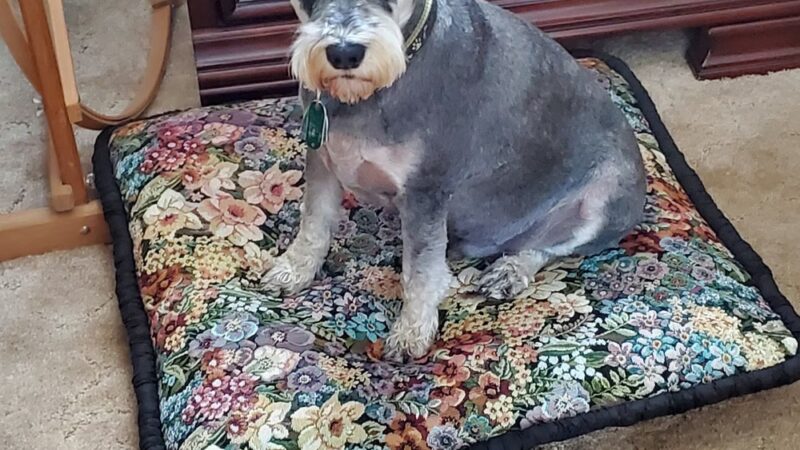 GINAS HAPPY HOUND. - Allison Park, PA