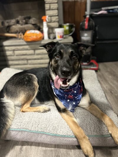 GINAS HAPPY HOUND. - Allison Park, PA
