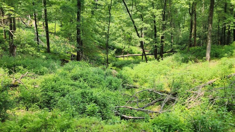 Green Trail Trailhead - Allison Park, PA