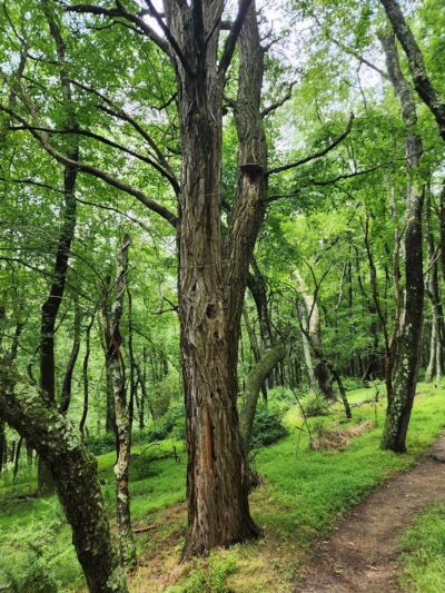Green Trail Trailhead - Allison Park, PA