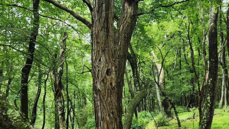 Green Trail Trailhead - Allison Park, PA