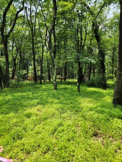 Green Trail Trailhead - Allison Park, PA