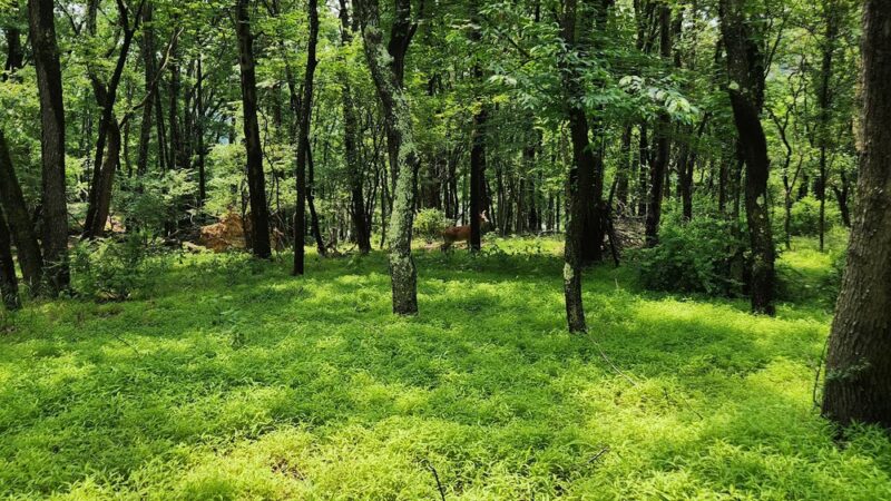 Green Trail Trailhead - Allison Park, PA