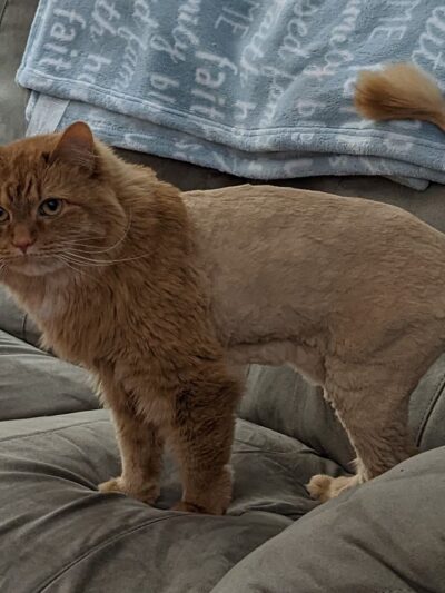 Groomingdales - Allison Park, PA