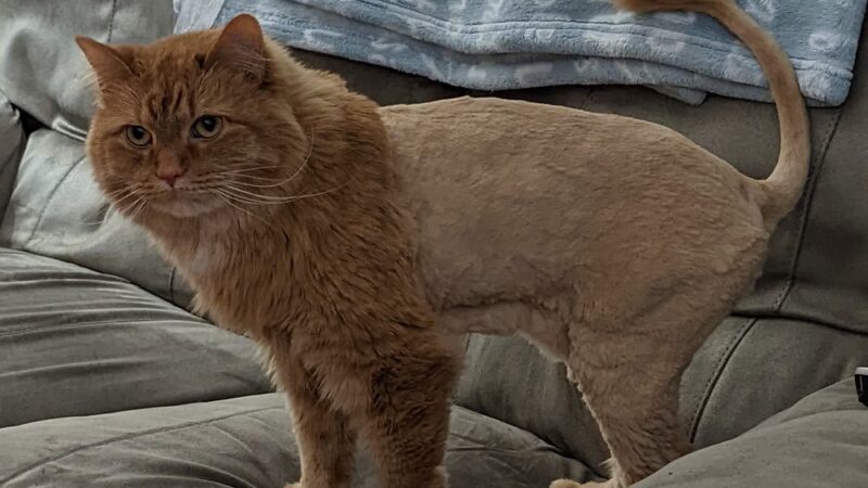 Groomingdales - Allison Park, PA