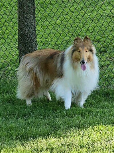 Groomingdales - Allison Park, PA