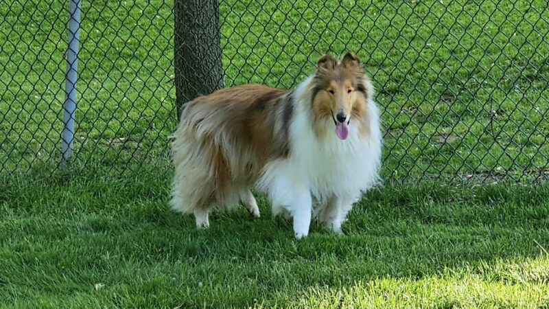 Groomingdales - Allison Park, PA