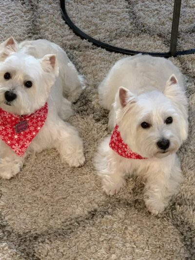 Groomingdales - Allison Park, PA