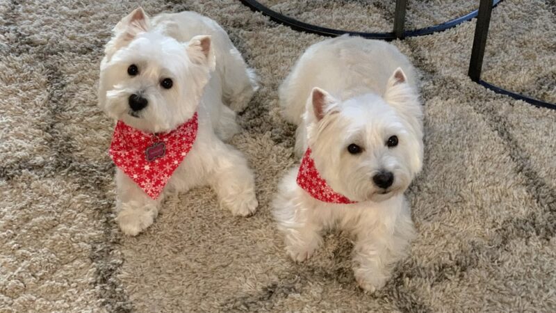 Groomingdales - Allison Park, PA