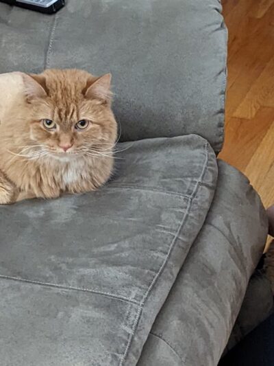 Groomingdales - Allison Park, PA