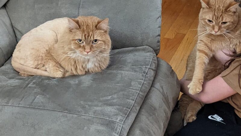 Groomingdales - Allison Park, PA