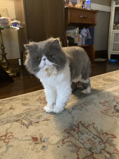 Groomingdales - Allison Park, PA