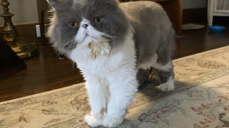 Groomingdales - Allison Park, PA