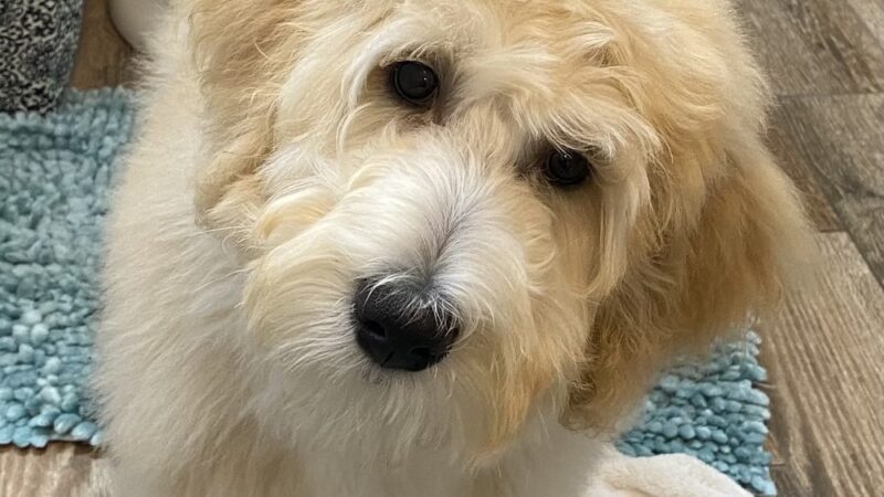 Spay Neuter Clinic: Pittsburgh - North Hills - Allison Park, PA