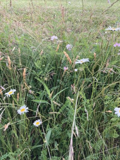 The Meadow at Hartwood Acres - Allison Park, PA