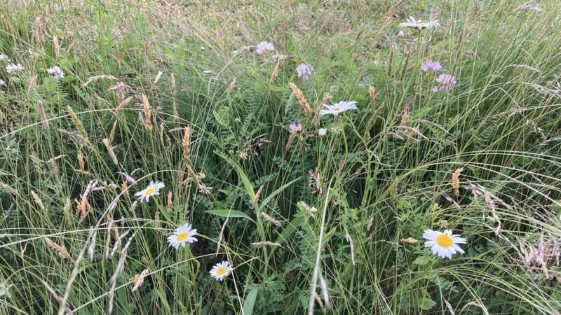 The Meadow at Hartwood Acres - Allison Park, PA