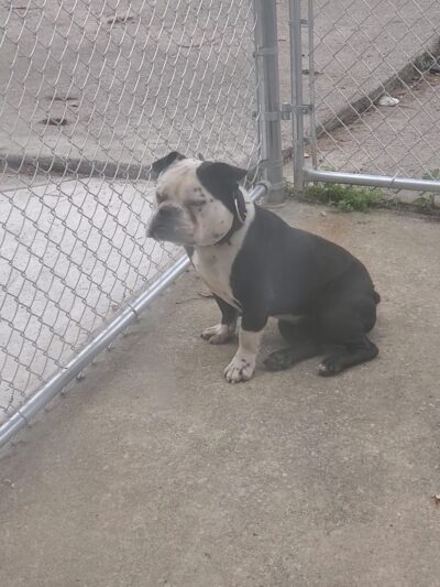Atlanta Kennel Club - Alpharetta, GA