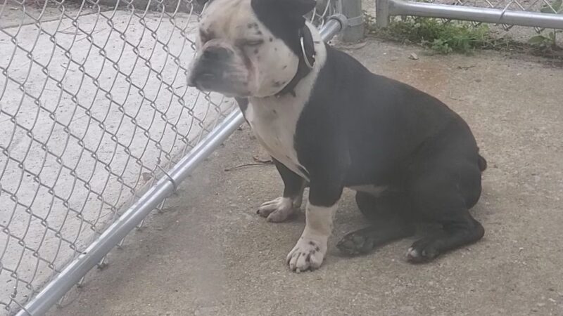 Atlanta Kennel Club - Alpharetta, GA