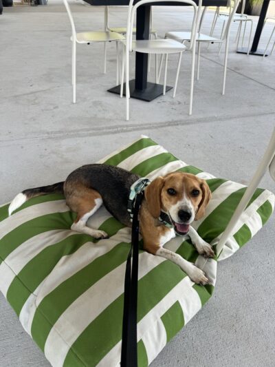 Off Leash Dog Park Alpharetta - Alpharetta, GA