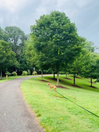 Wills Park - Alpharetta, GA