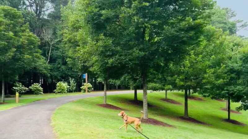 Wills Park - Alpharetta, GA