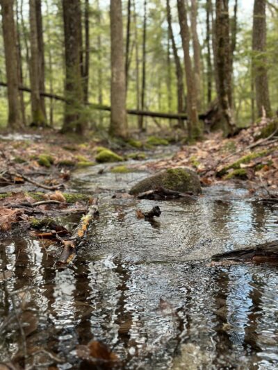 Knights Pond Conservation Area - Alton, NH