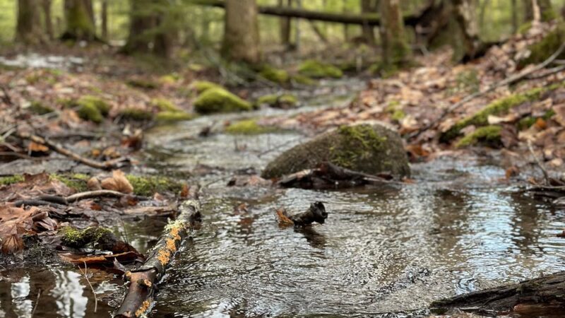 Knights Pond Conservation Area - Alton, NH