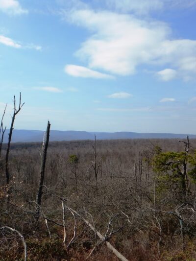 Brush Mountain Woodlands Preserve - Altoona, PA