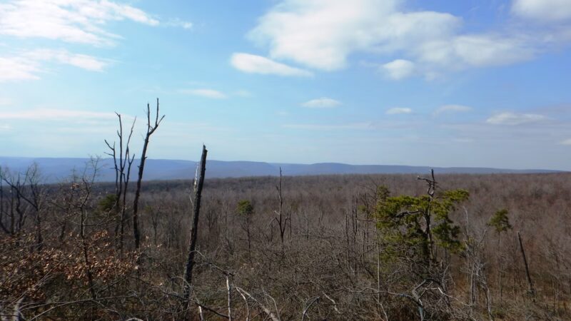 Brush Mountain Woodlands Preserve - Altoona, PA