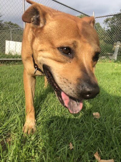 Central PA Humane Society - Altoona, PA