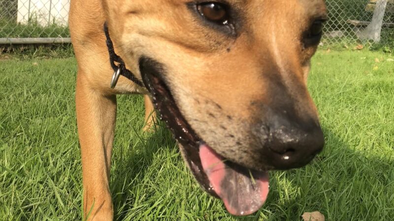 Central PA Humane Society - Altoona, PA