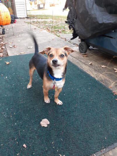 Central PA Humane Society - Altoona, PA