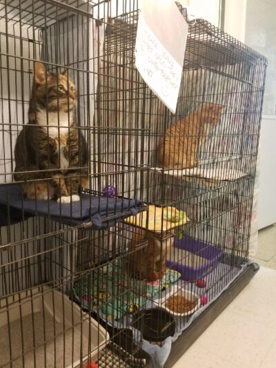 Central PA Humane Society - Altoona, PA
