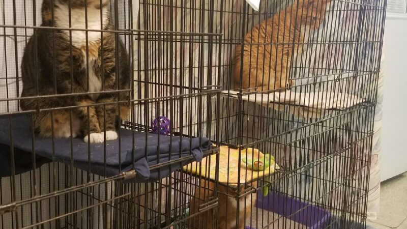 Central PA Humane Society - Altoona, PA