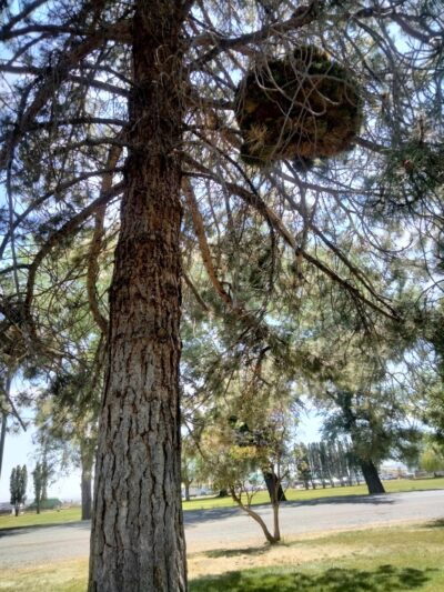 Modoc County Park - Alturas, CA