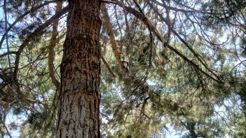 Modoc County Park - Alturas, CA