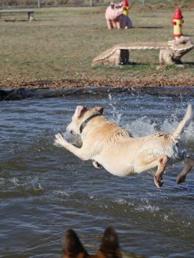 Bark Park - Free Public Dog Park - Amarillo, TX