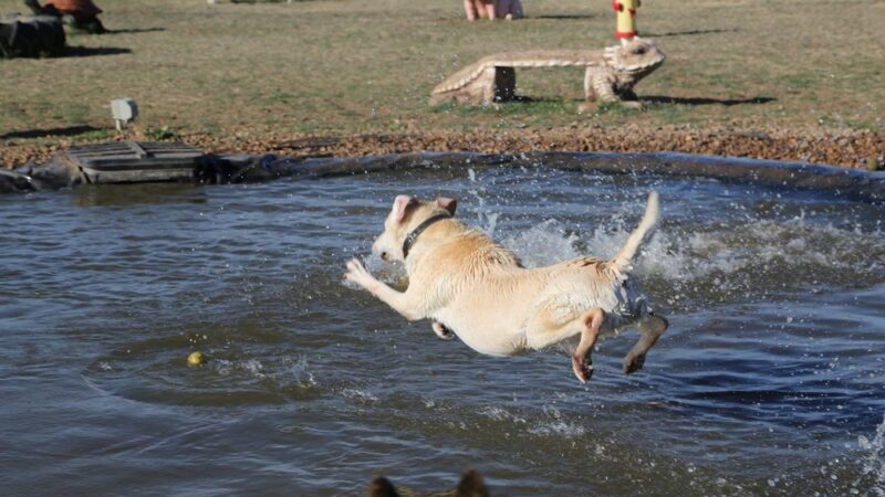 Bark Park - Free Public Dog Park - Amarillo, TX
