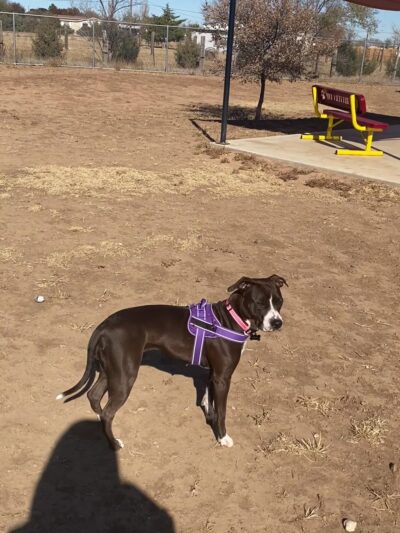 Bark Park - Free Public Dog Park - Amarillo, TX