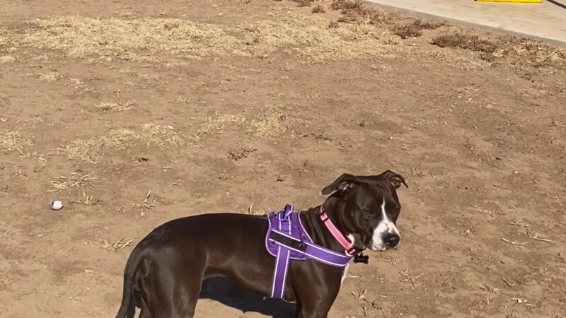 Bark Park - Free Public Dog Park - Amarillo, TX