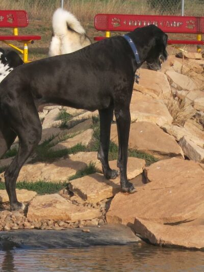 Bark Park - Free Public Dog Park - Amarillo, TX