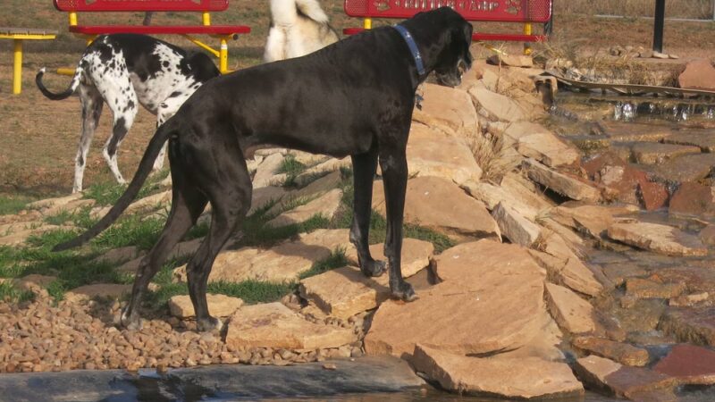 Bark Park - Free Public Dog Park - Amarillo, TX