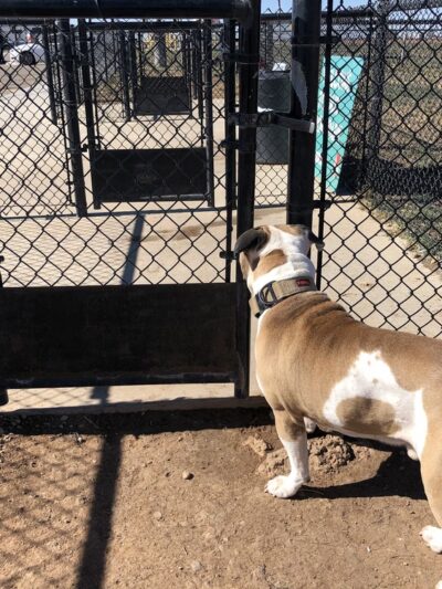 Dog Park at Love’s Travel Stops - Amarillo, TX