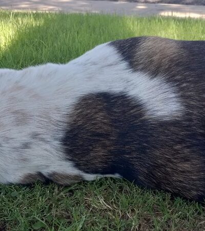 Paramount Park - Amarillo, TX