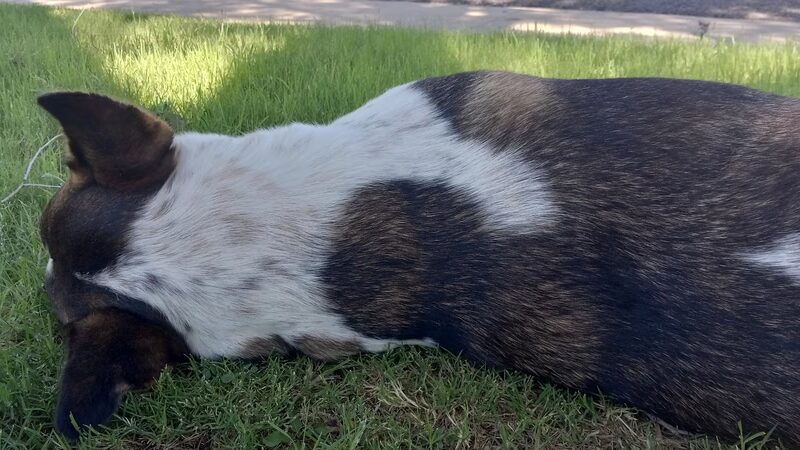 Paramount Park - Amarillo, TX