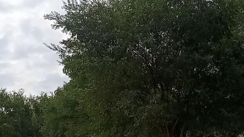Stephen F. Austin Park - Amarillo, TX